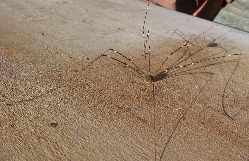 How Long Can A Daddy Long Leg Go Without Eating