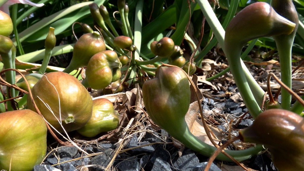 seedpods