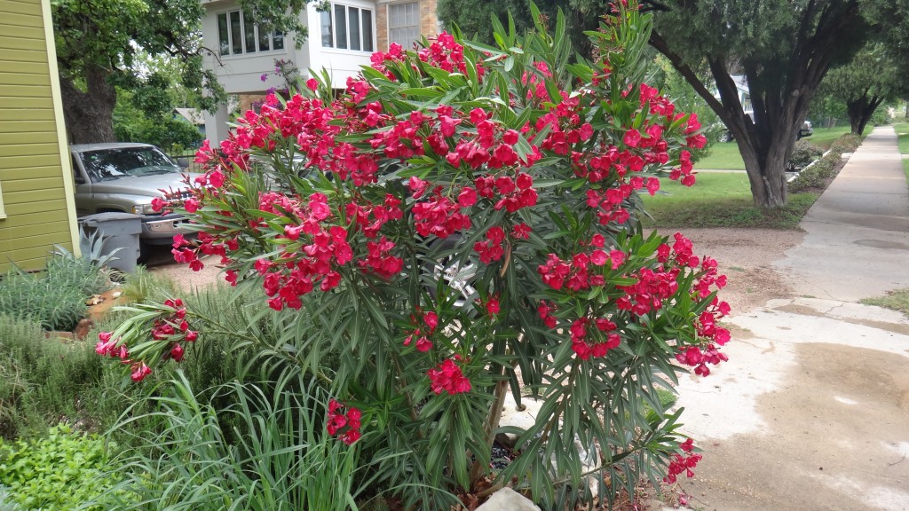 Nerium oleander