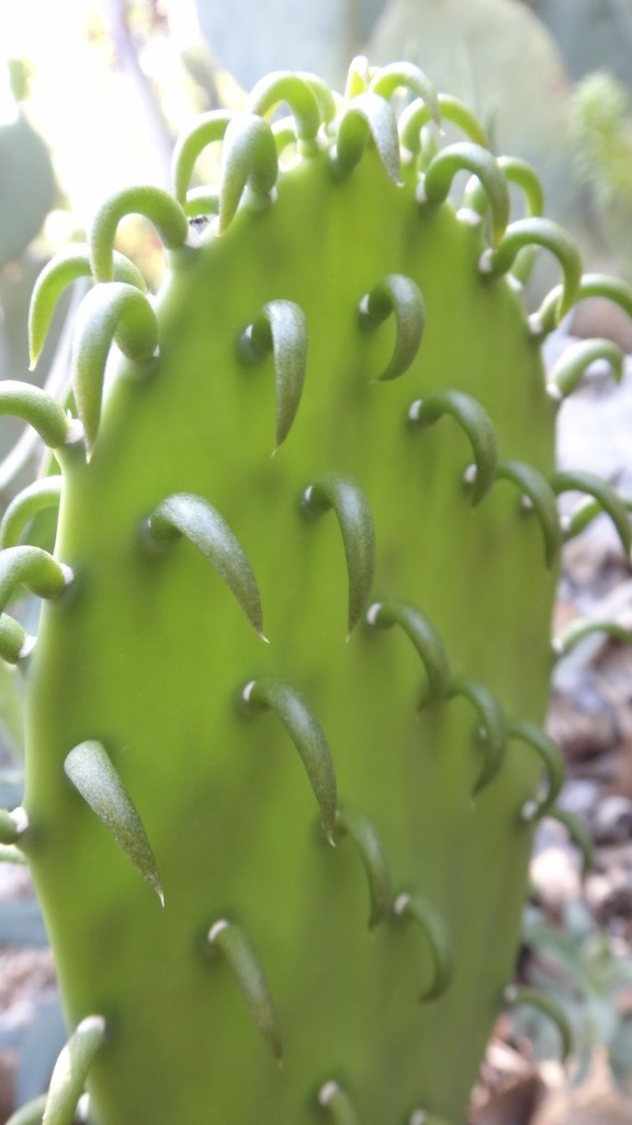 Opuntia