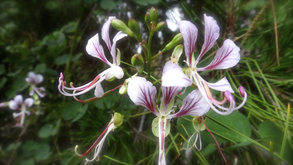 Bauhinia corymbosa