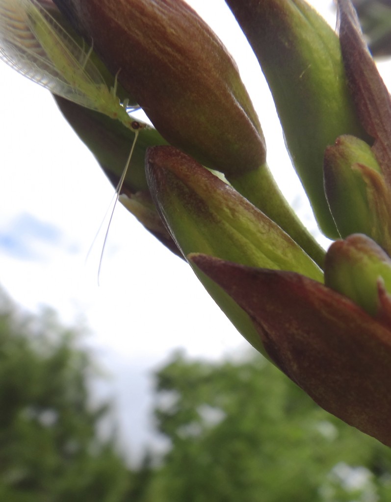 Yucca Recurvifolia