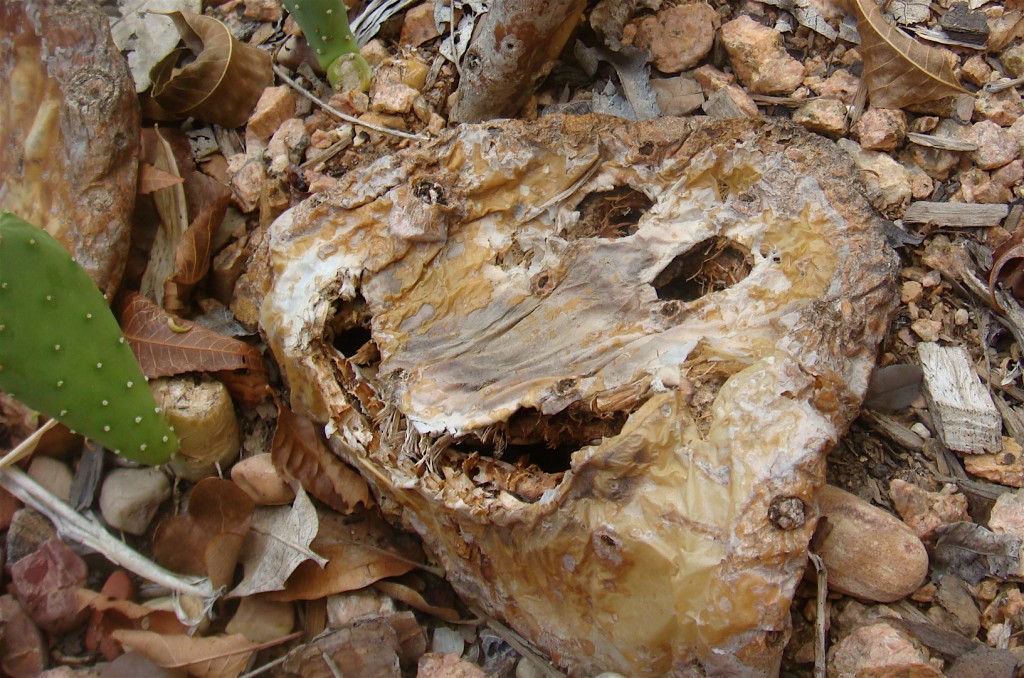 opuntia_paddle_carving