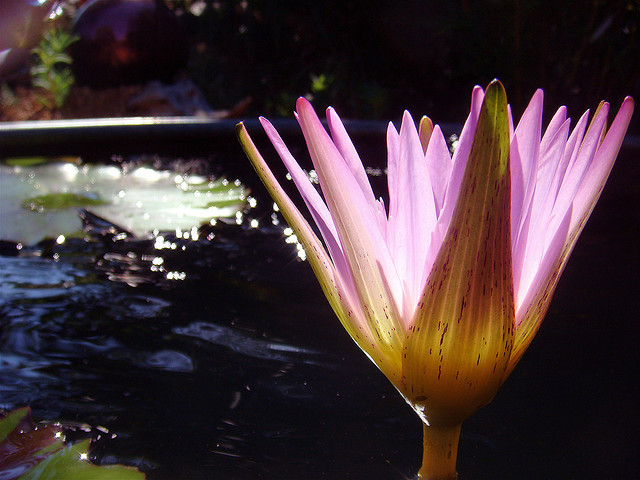 tropical-water-lily