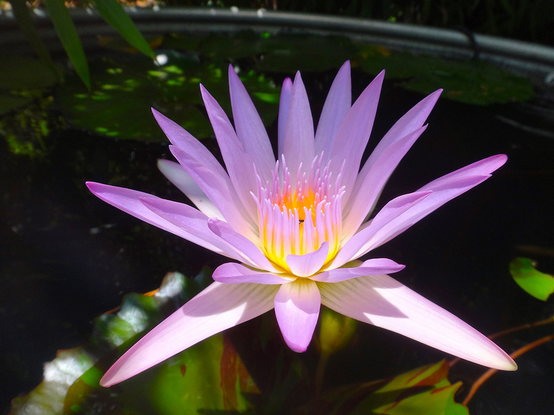 tropical-water-lily