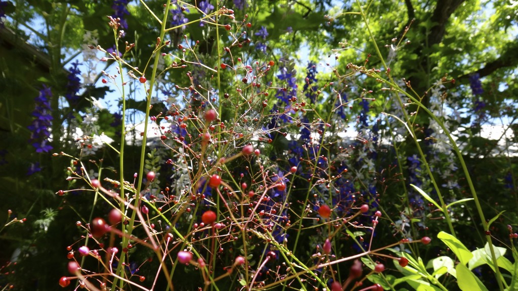 Talinum paniculatum