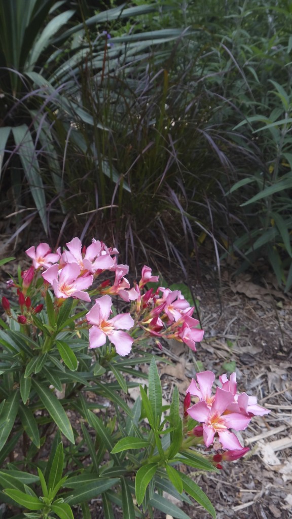 burgundy_fountain_grass