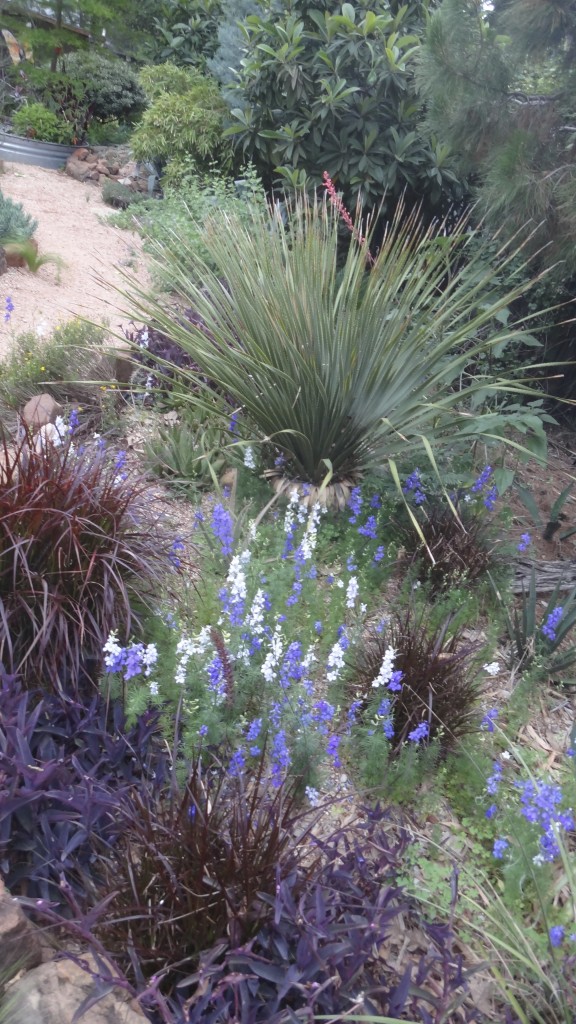 ornamental_grasses