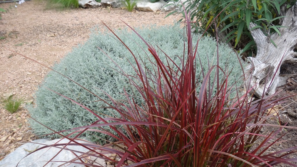 Pennisetum setaceum