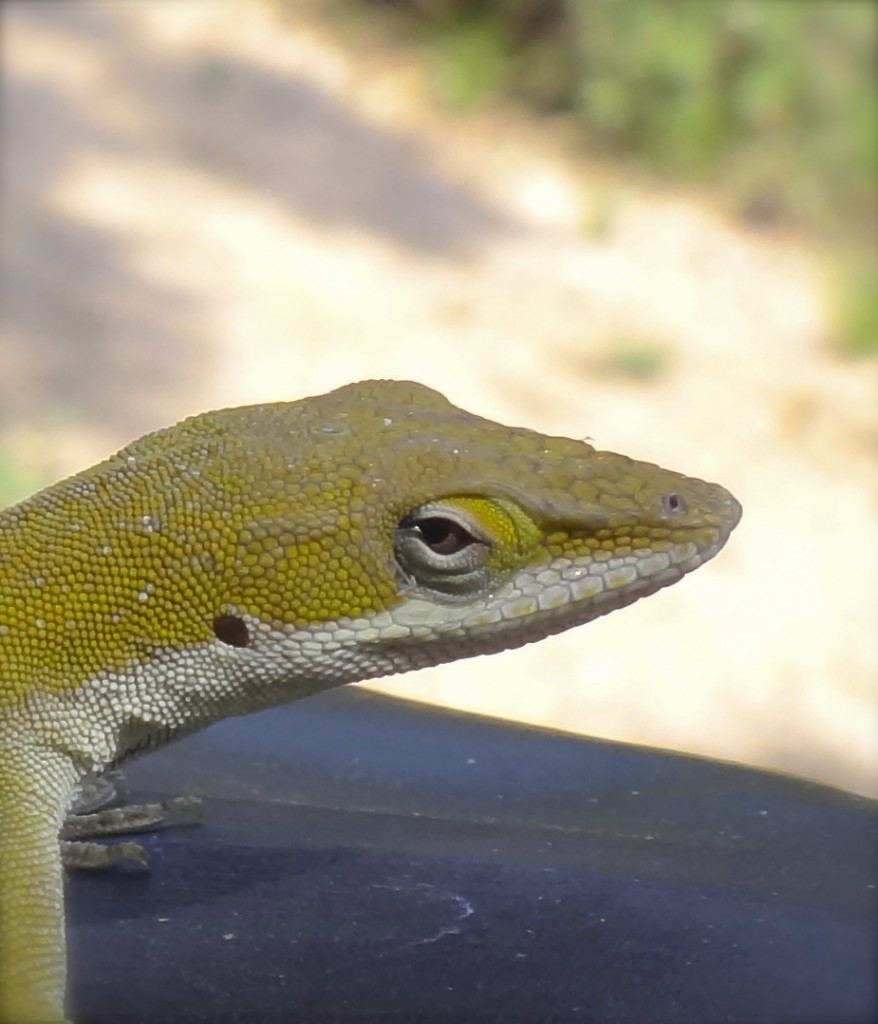 head-detail