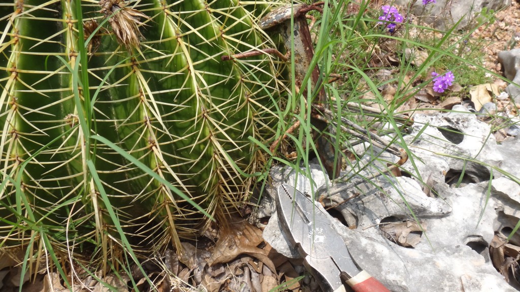 barrel-cactus