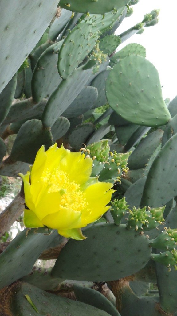 prickly-pear-cactus