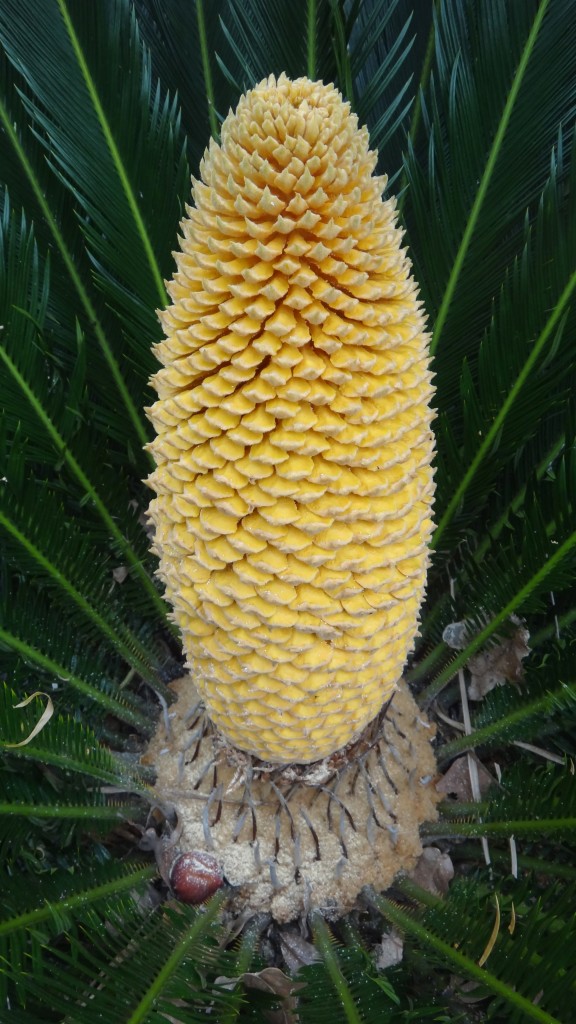 bloom-cone