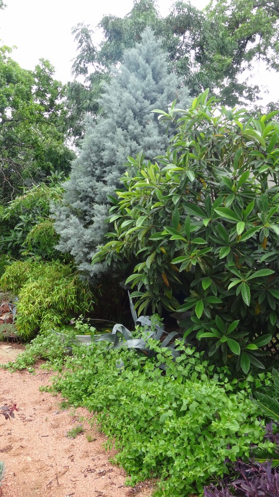 Fragrant mist flowers