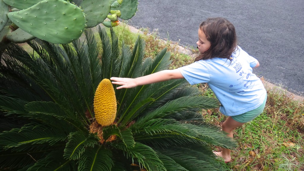 Cycas revoluta