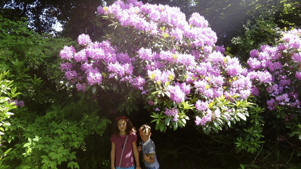 Rhododendron ponticum