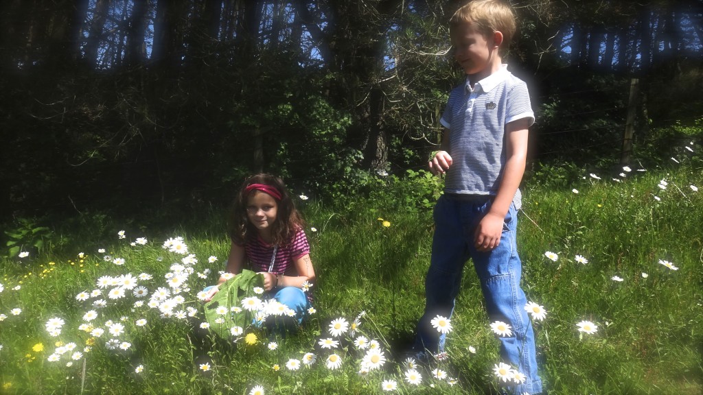 wild-flowers