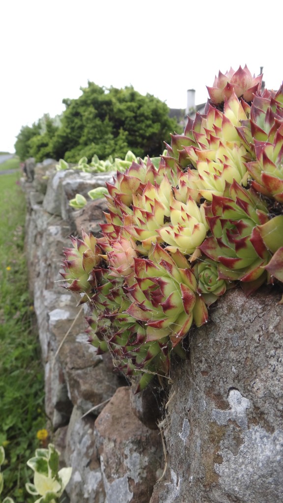 succulents