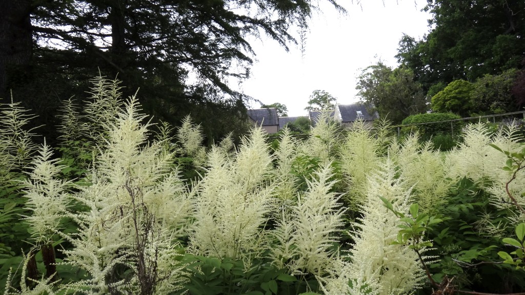 Aruncus dioicus