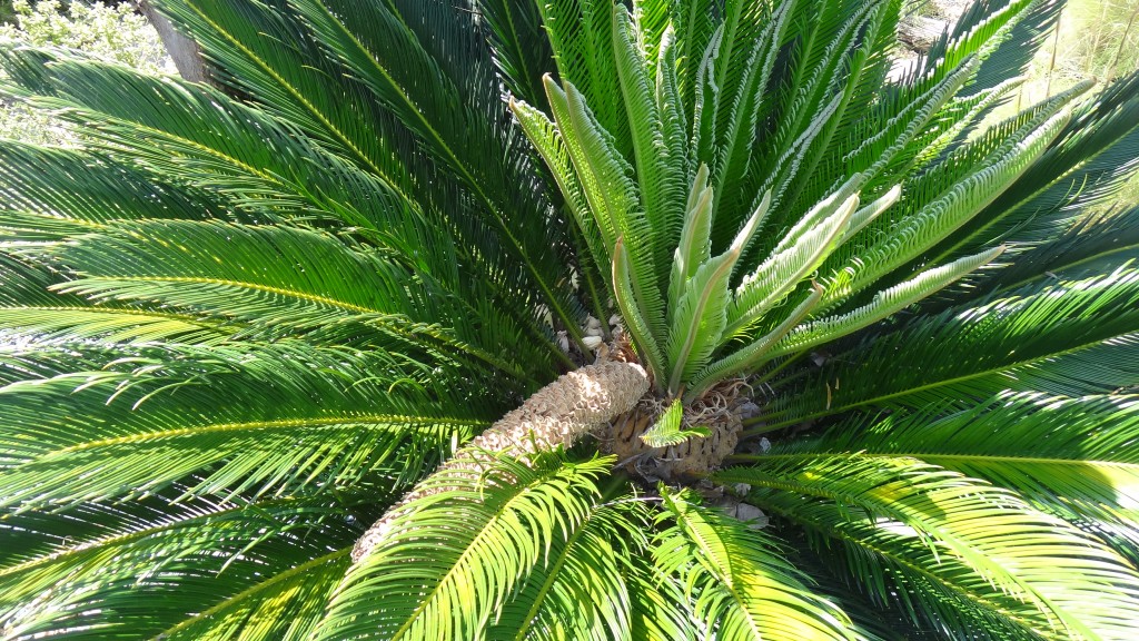 Sago-Palm