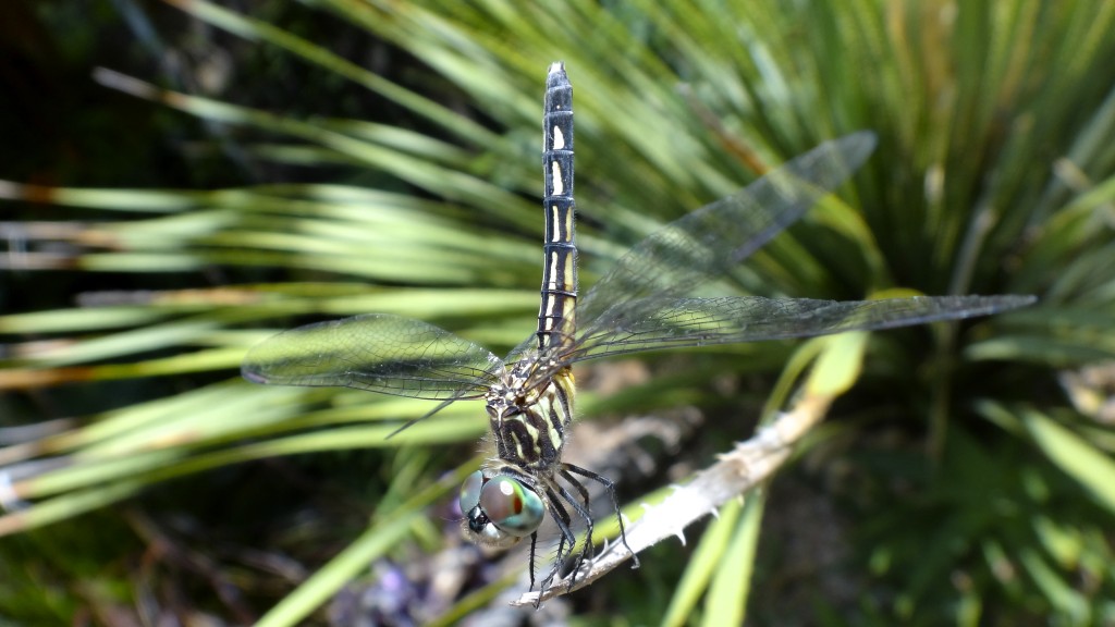 dragonfly