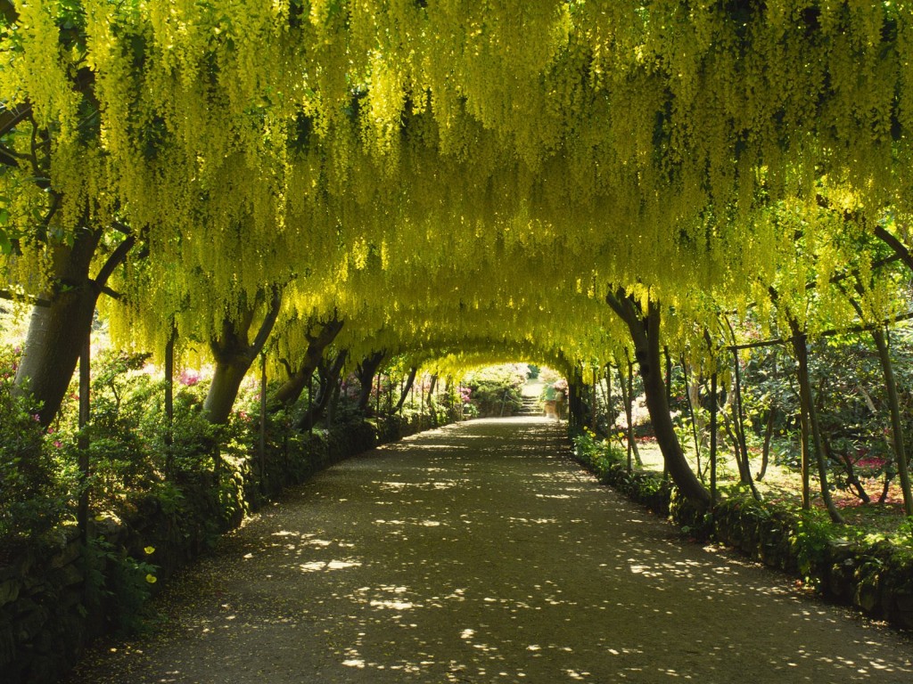 Laburnum Arch, Bodnant Garden, Gwynedd, Wales