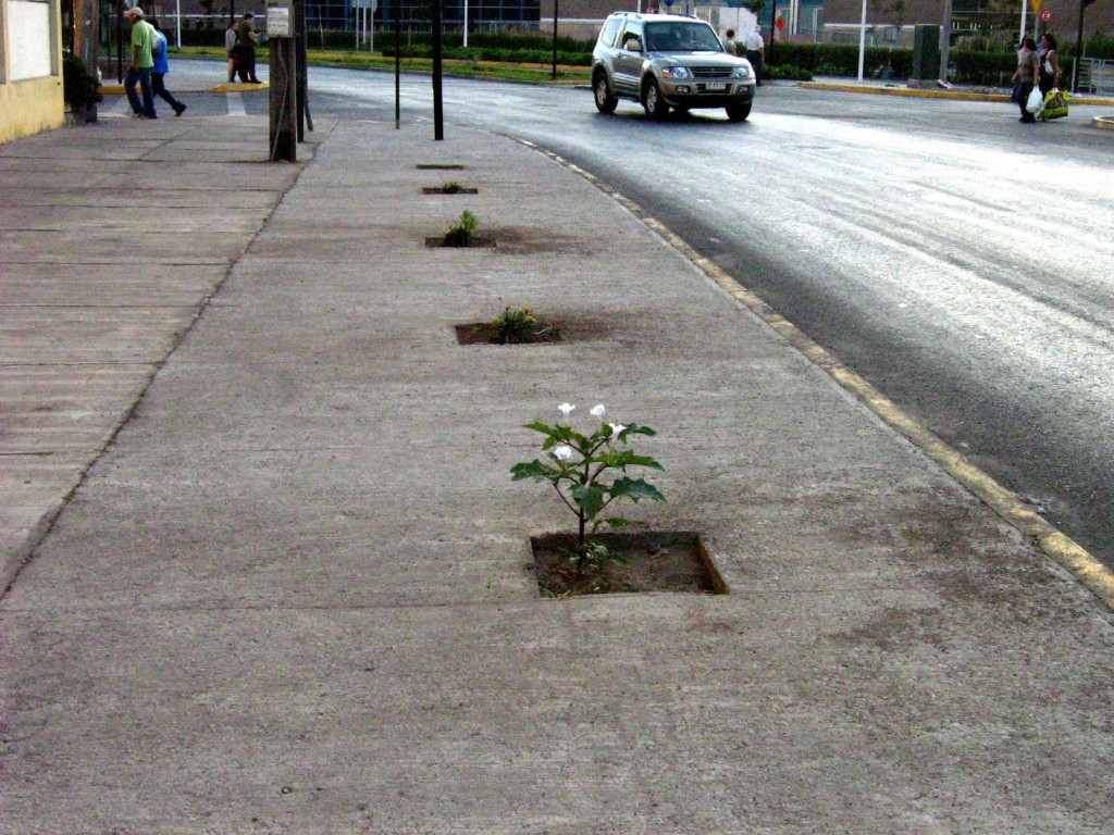 street-planter