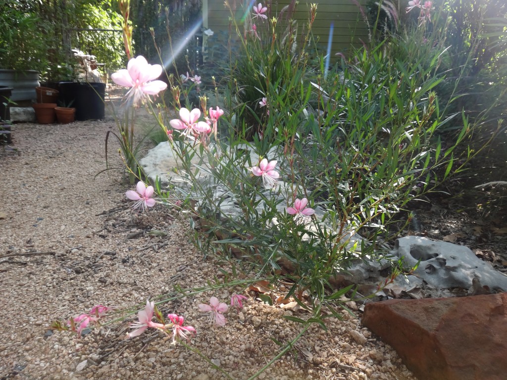 Gaura lindheimeri