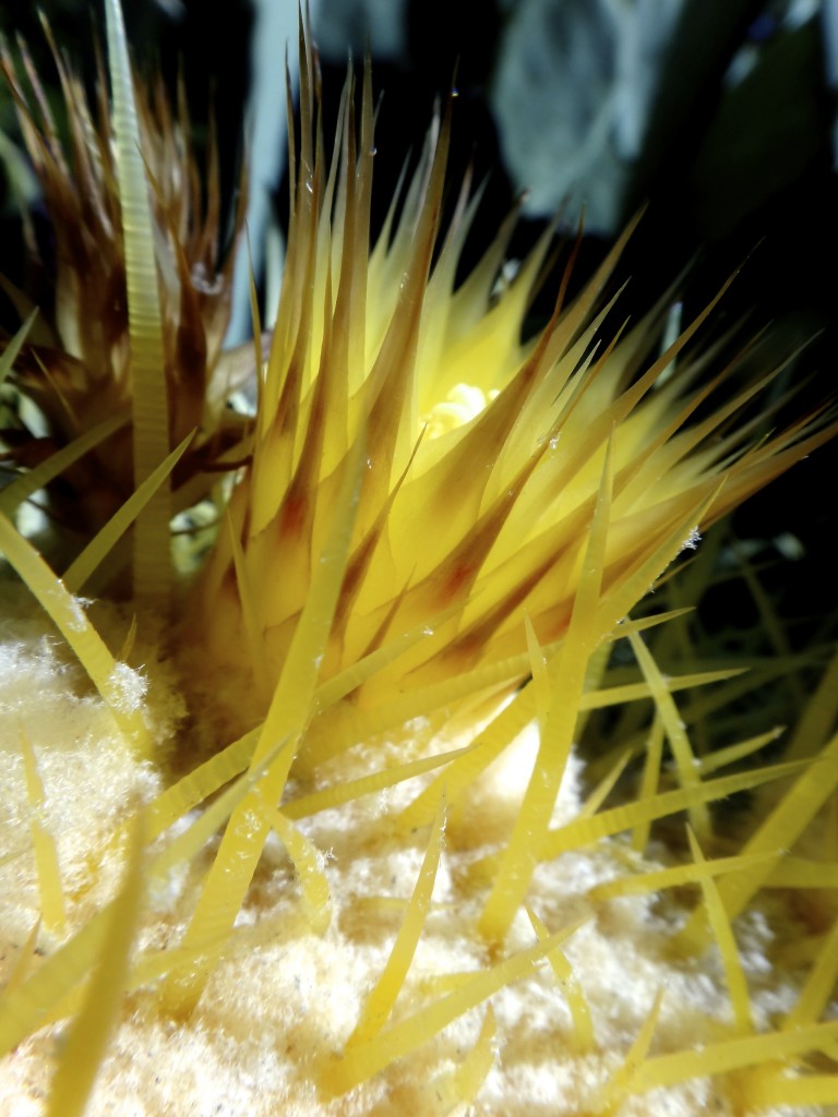 Barrel_cactus_flower