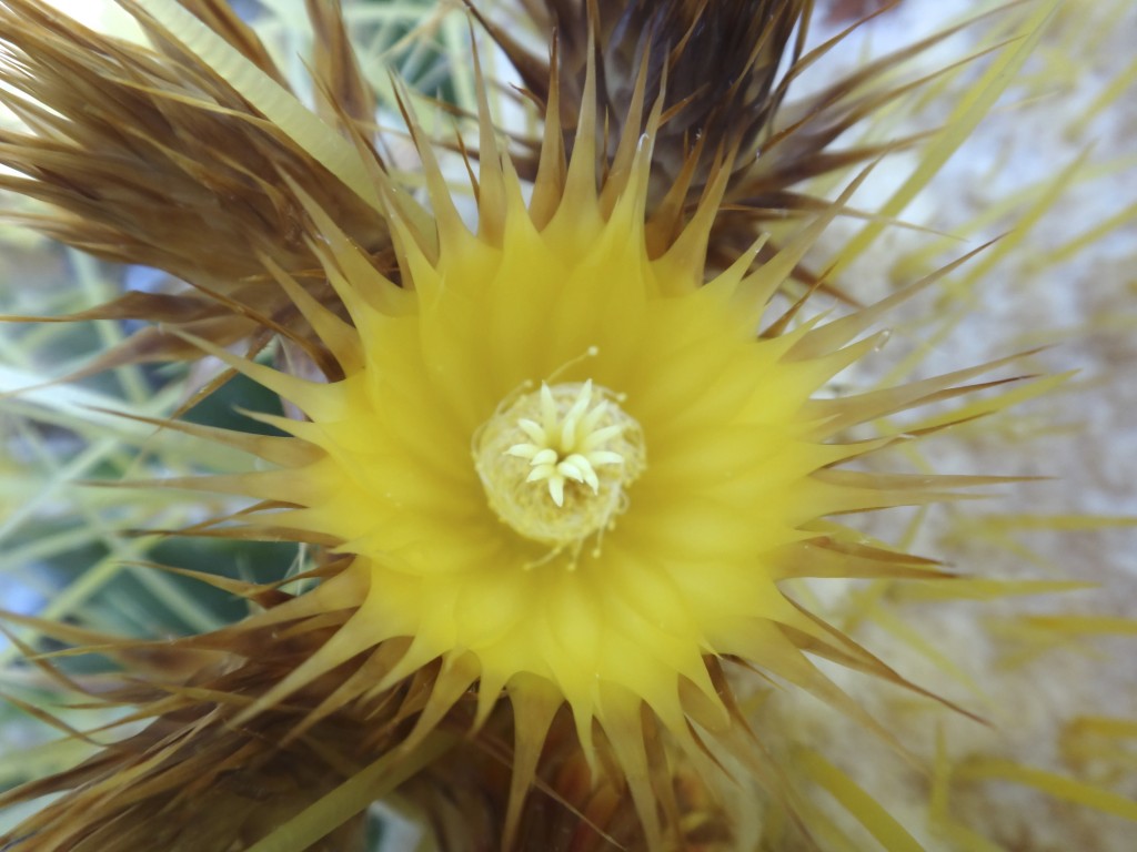 Barrel_cactus_flower