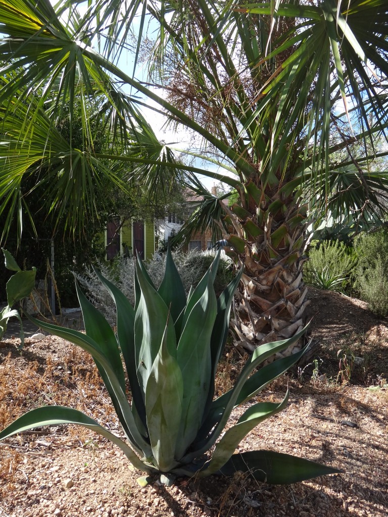 Agave