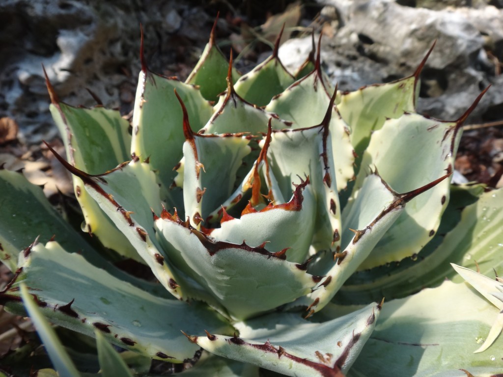 Agave