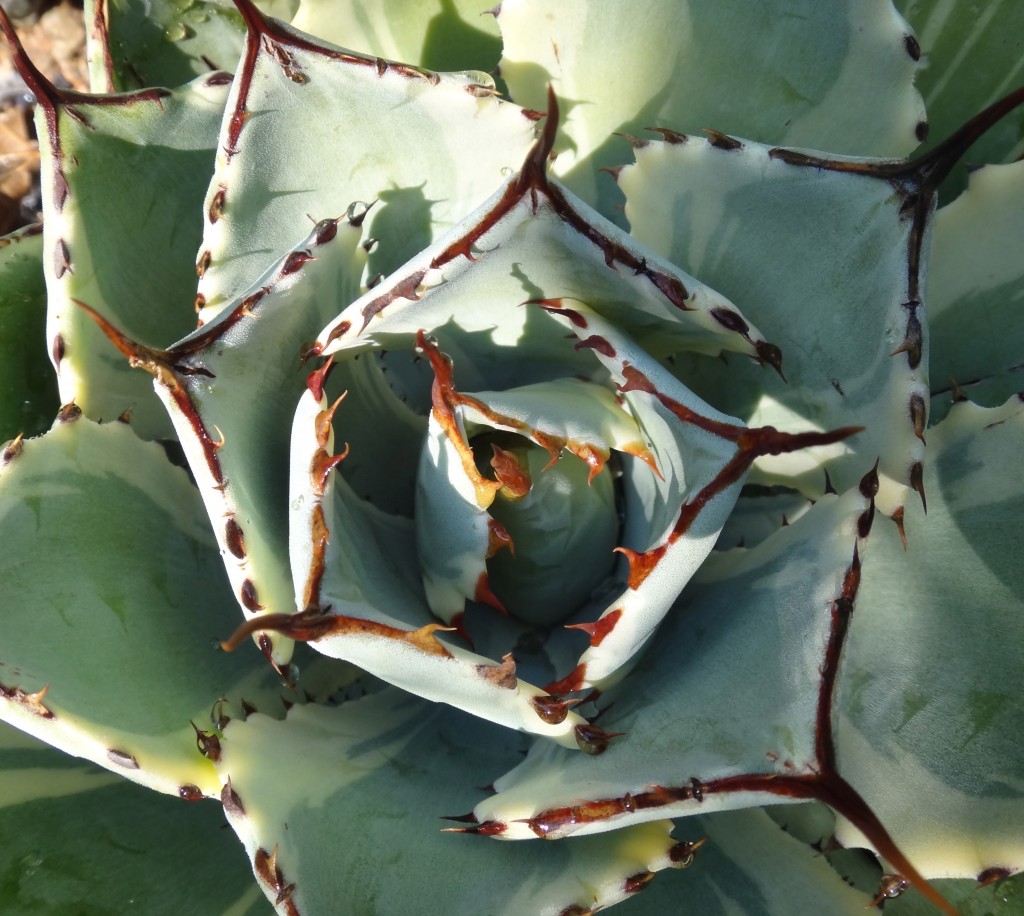 Agave