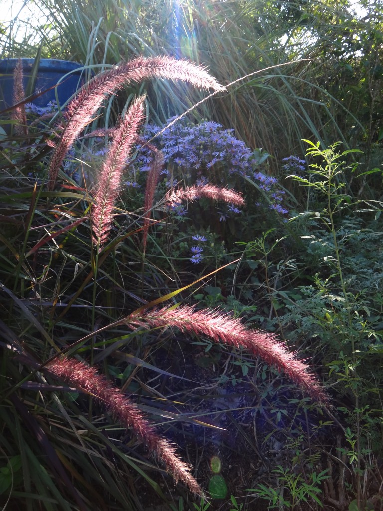 ornamental_grasses