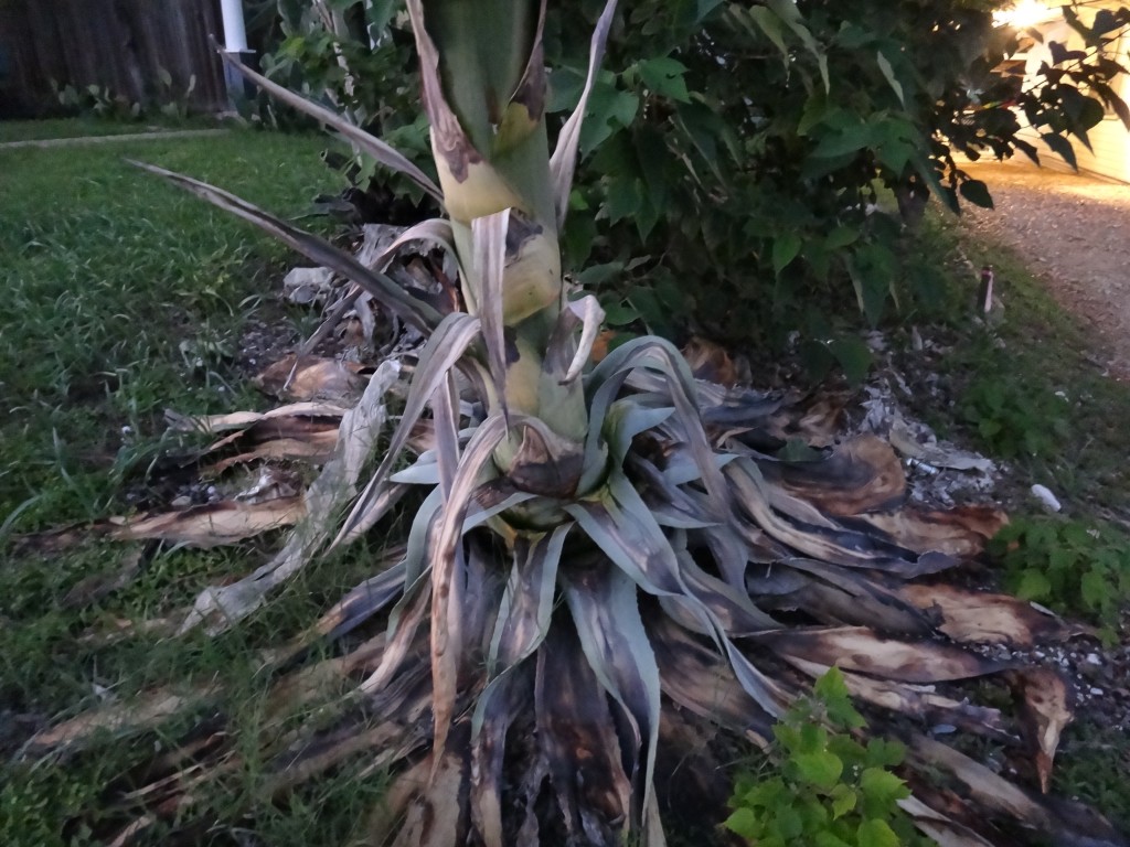 Agave