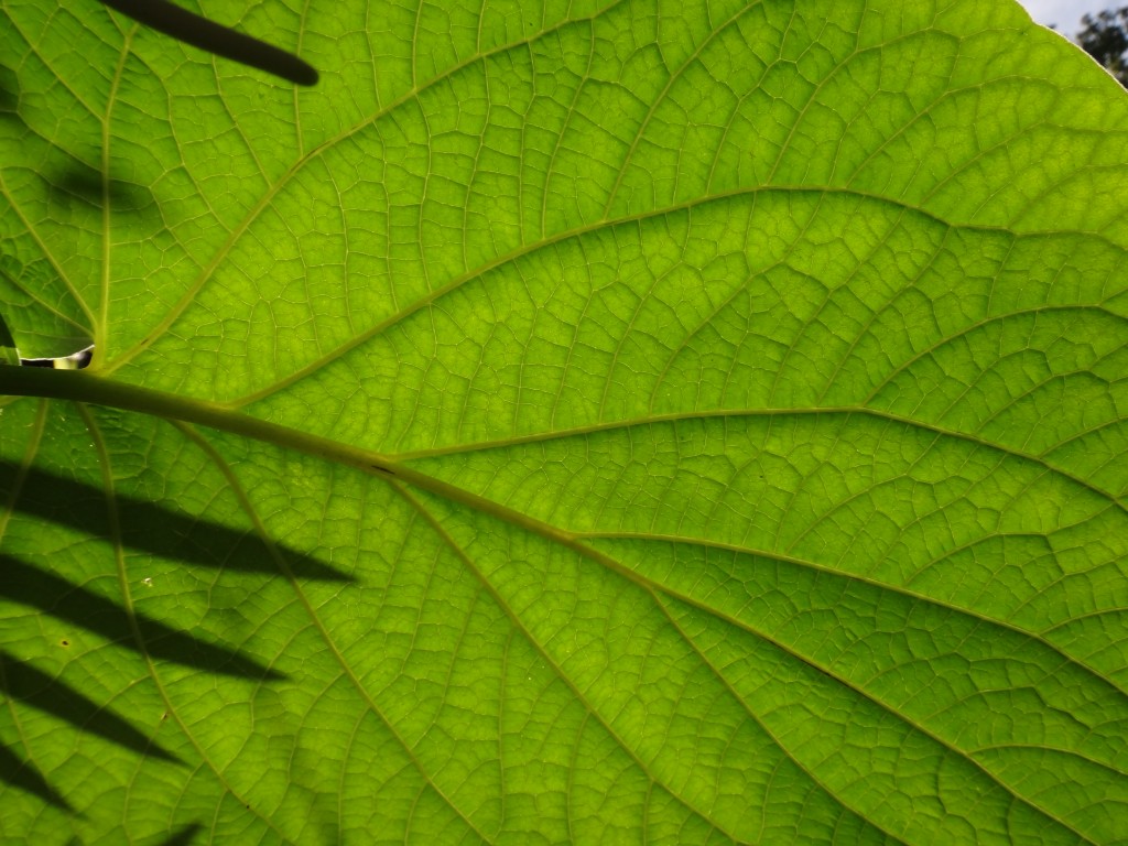 leaf_detail