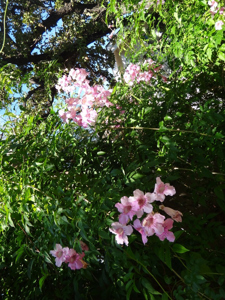 blooms