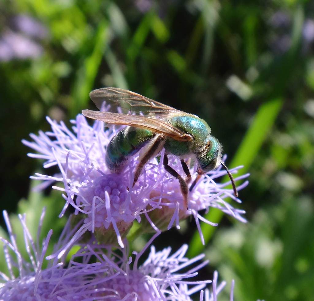 Agapostemon texanus