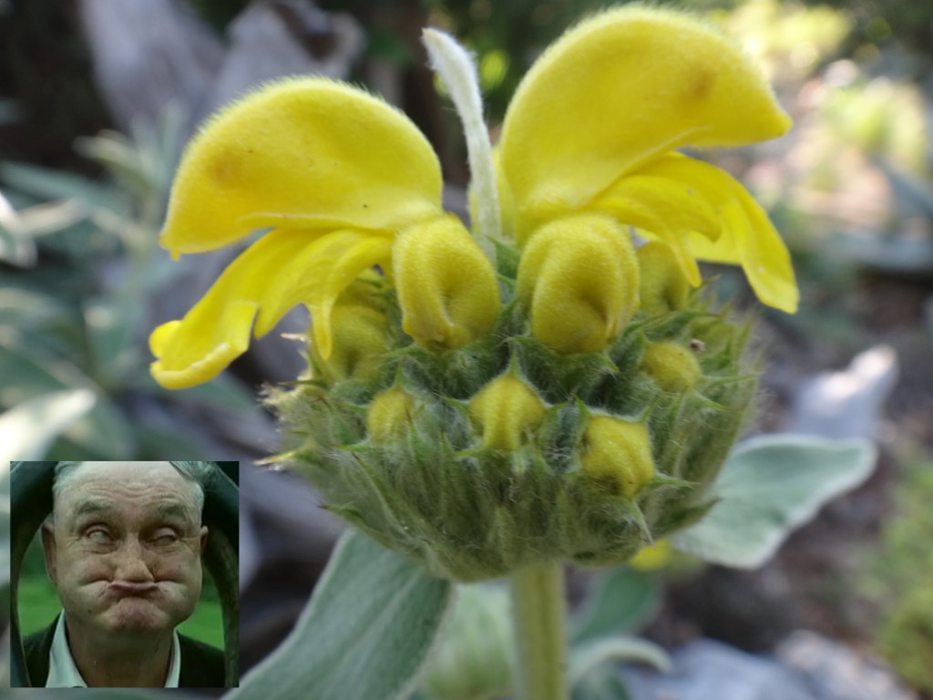 Jerusalem-sage-bloom