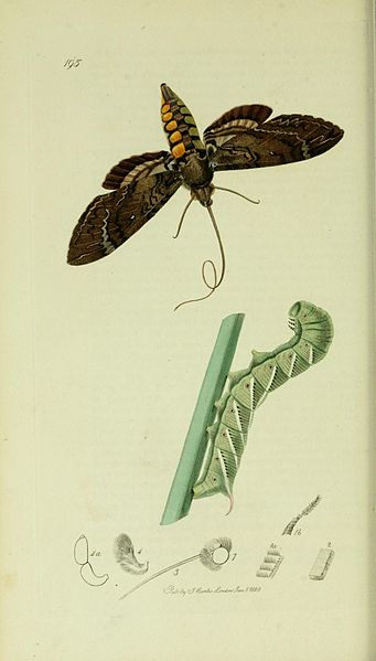 341px-Britishentomologyvolume5Plate195