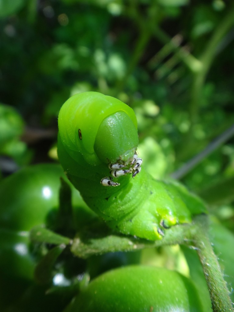 caterpillar