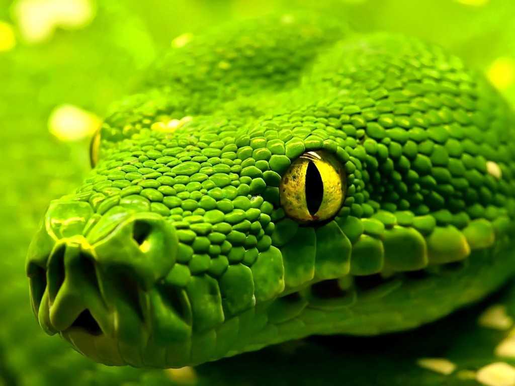 green_snake