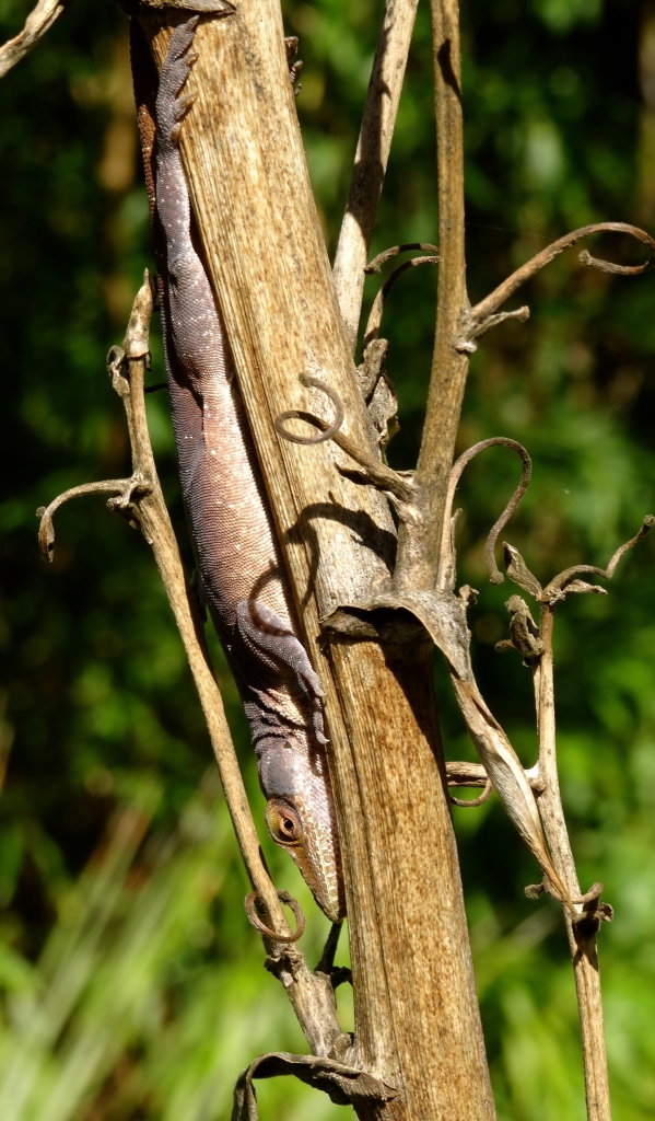 yucca-stalk