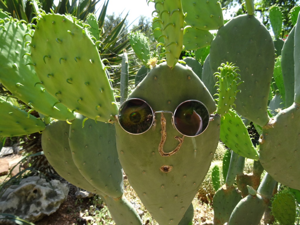Кто был кактусом в маске. Кактус необычной формы. Смешной Кактус. Кактус с очками. Смешные растения.