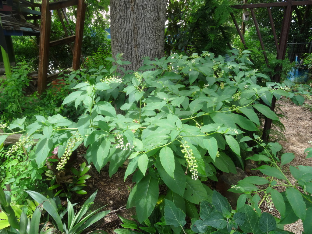 Phytolacca americana