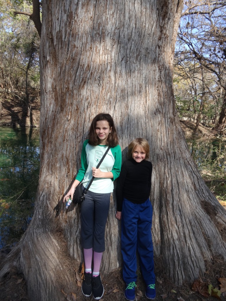 cypress tree