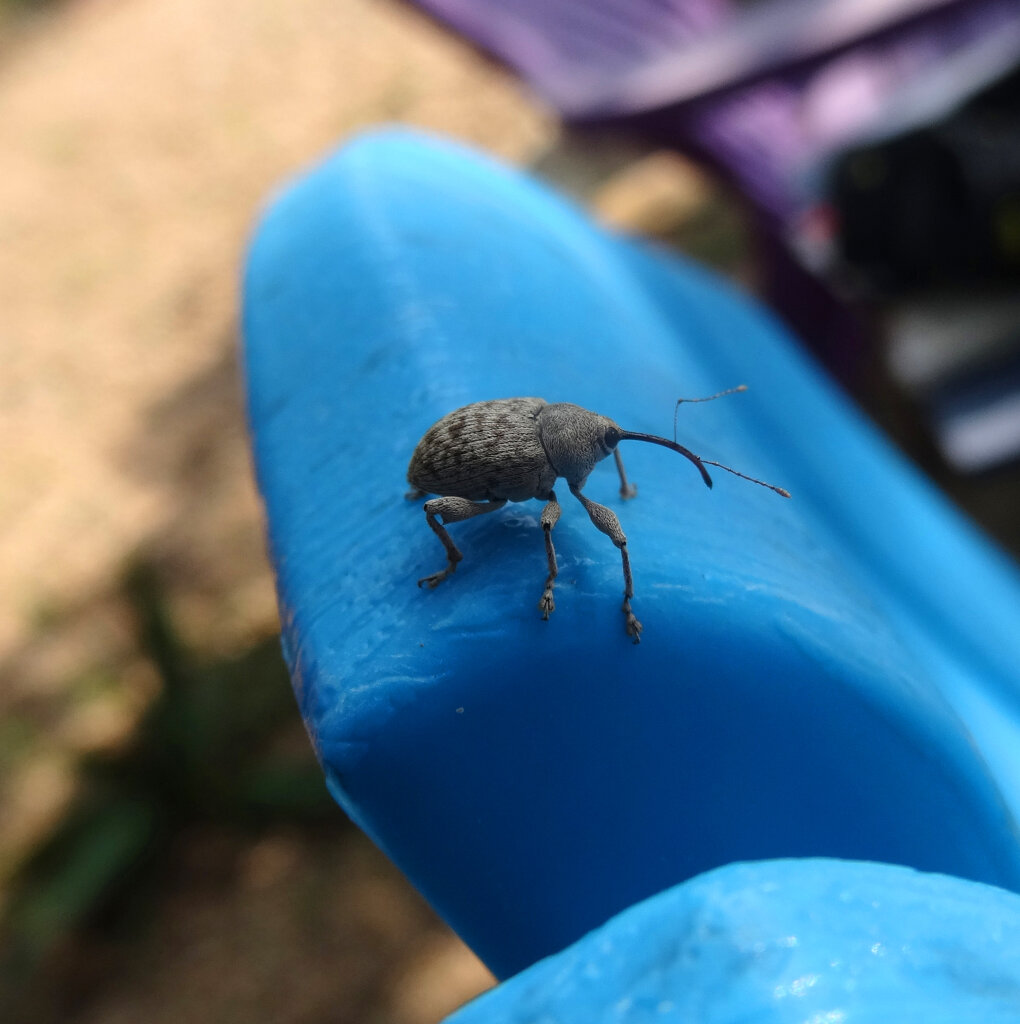 weevils in the garden