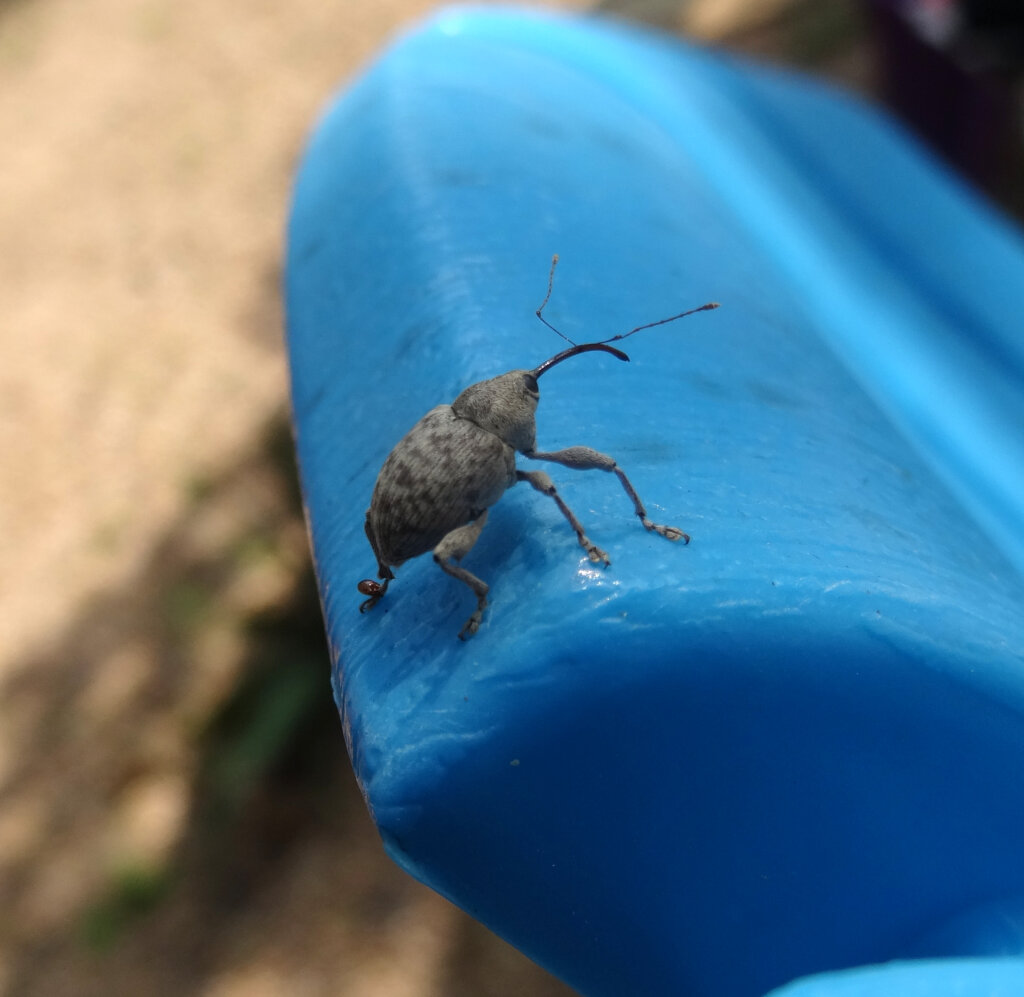 weevils in the garden