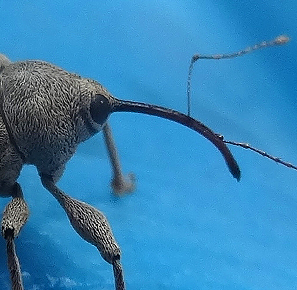 weevils in the garden