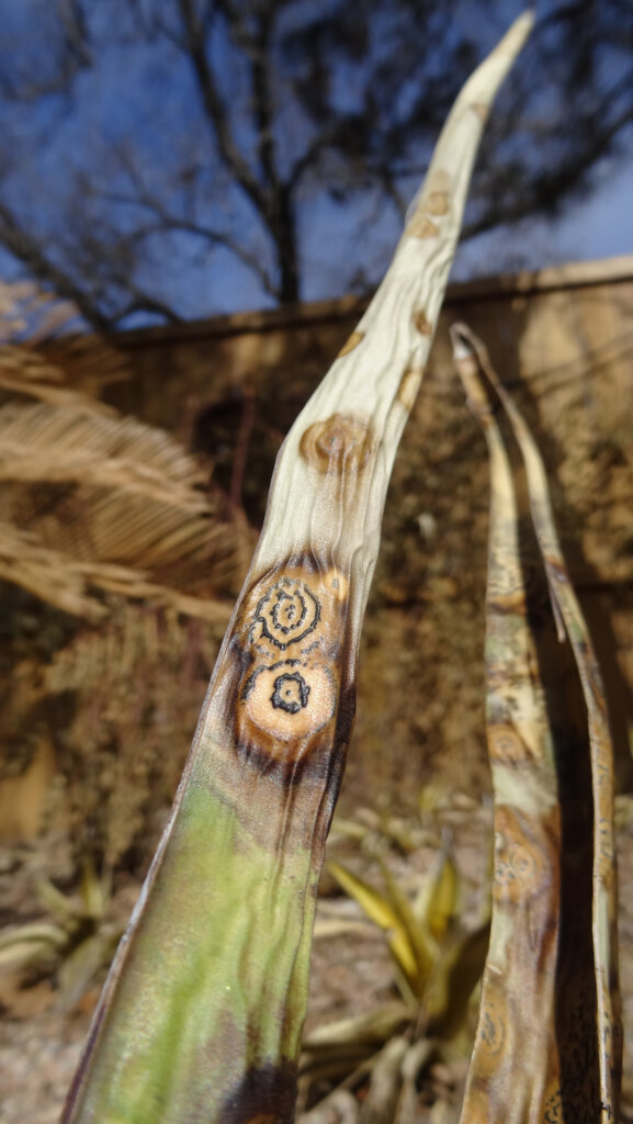 unusual patterns on an agave 